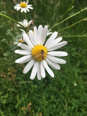 Episyrphus balteatus