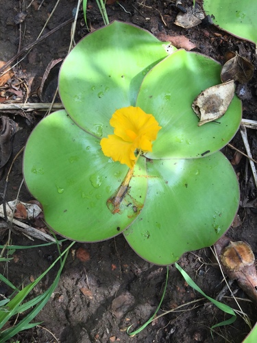 Costus spectabilis image