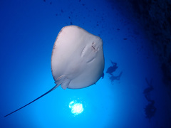 Pateobatis jenkinsii