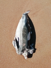 Delphininae