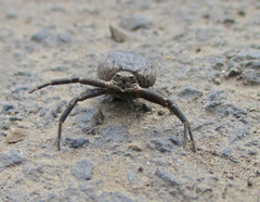 Bassaniodes robustus