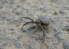 Bassaniodes robustus