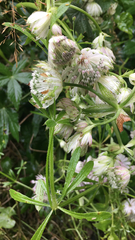 Astrantia major