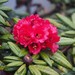 Rhododendron arboreum zeylanicum - Photo (c) Dushyantha Large, some rights reserved (CC BY-NC), uploaded by Dushyantha Large