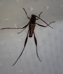 Euryscelis suturalis