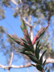 Styphelia triflora