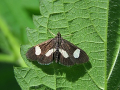 Anania luctualis