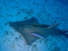 Rhynchobatus australiae