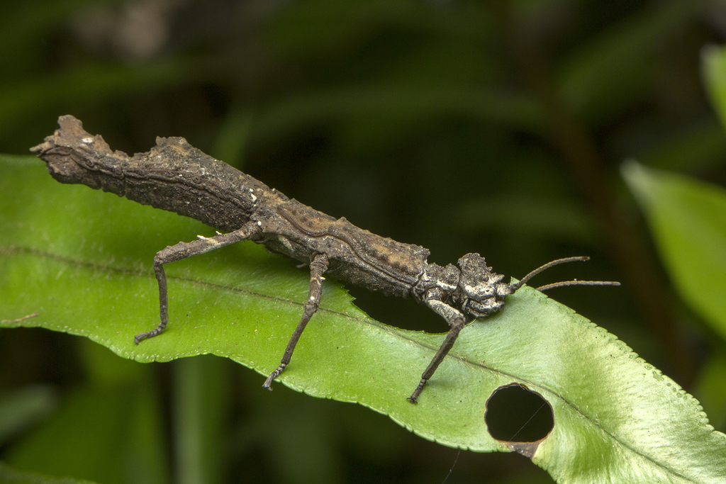 Money Plant Stick Insect