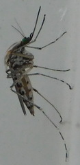Aedes caspius