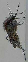 Aedes caspius
