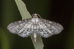 Thyrididae