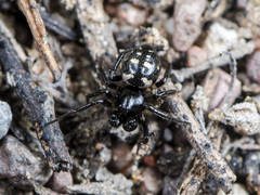 Euryopis saukea