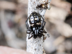 Euryopis saukea