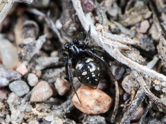 Euryopis saukea