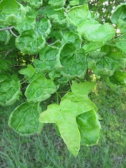 Dasineura communis