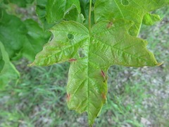 Dasineura communis