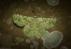 Aeolochroma viridicata