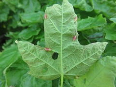 Dasineura communis