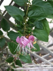 Episyrphus balteatus