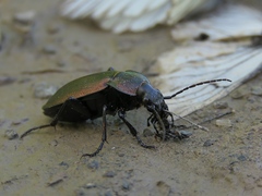 Carabus regalis