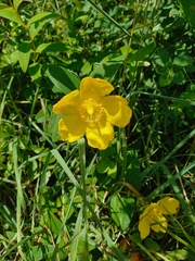 Hypericum ascyron