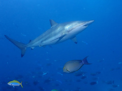Carcharhinus brevipinna
