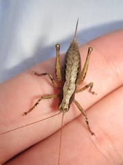 Requena baraya