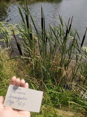 Typha latifolia