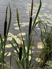 Typha latifolia
