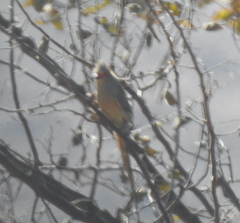 Urocolius indicus transvaalensis