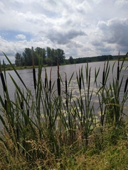 Typha latifolia