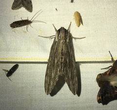 Sphinx canadensis