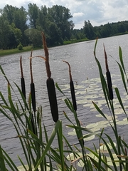 Typha latifolia
