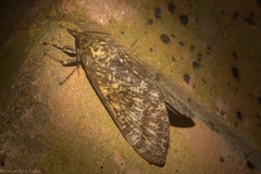 Oxycanus beltista