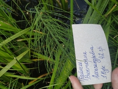 Equisetum fluviatile
