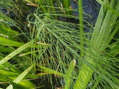 Equisetum fluviatile