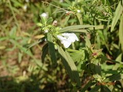 Leucas