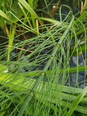 Equisetum fluviatile