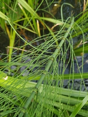 Equisetum fluviatile