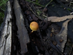 Gymnopilus eucalyptorum
