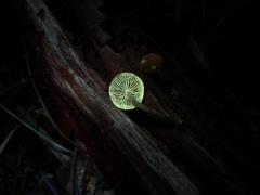 Gymnopilus eucalyptorum