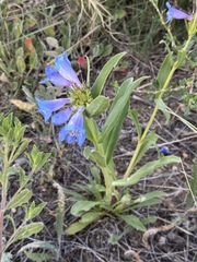 Penstemon glaber alpinus