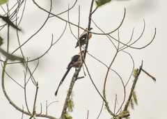 Dendrocitta cinerascens