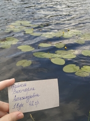 Nuphar lutea