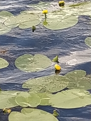 Nuphar lutea