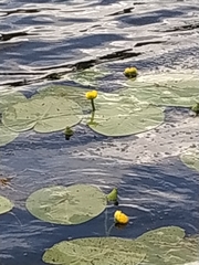 Nuphar lutea