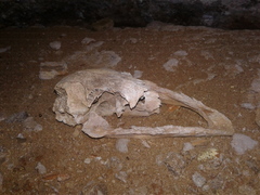 Dinornithiformes