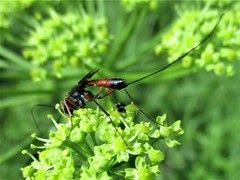 Ichneumonidae