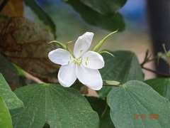 Bauhinia acuminata